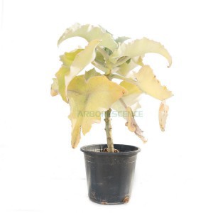 Kalanchoe Beharensis — plante et accessoire de jardin à Marrakech
