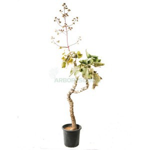 Kalanchoe Beharensis (Touffe) — plante et accessoire de jardin à Marrakech