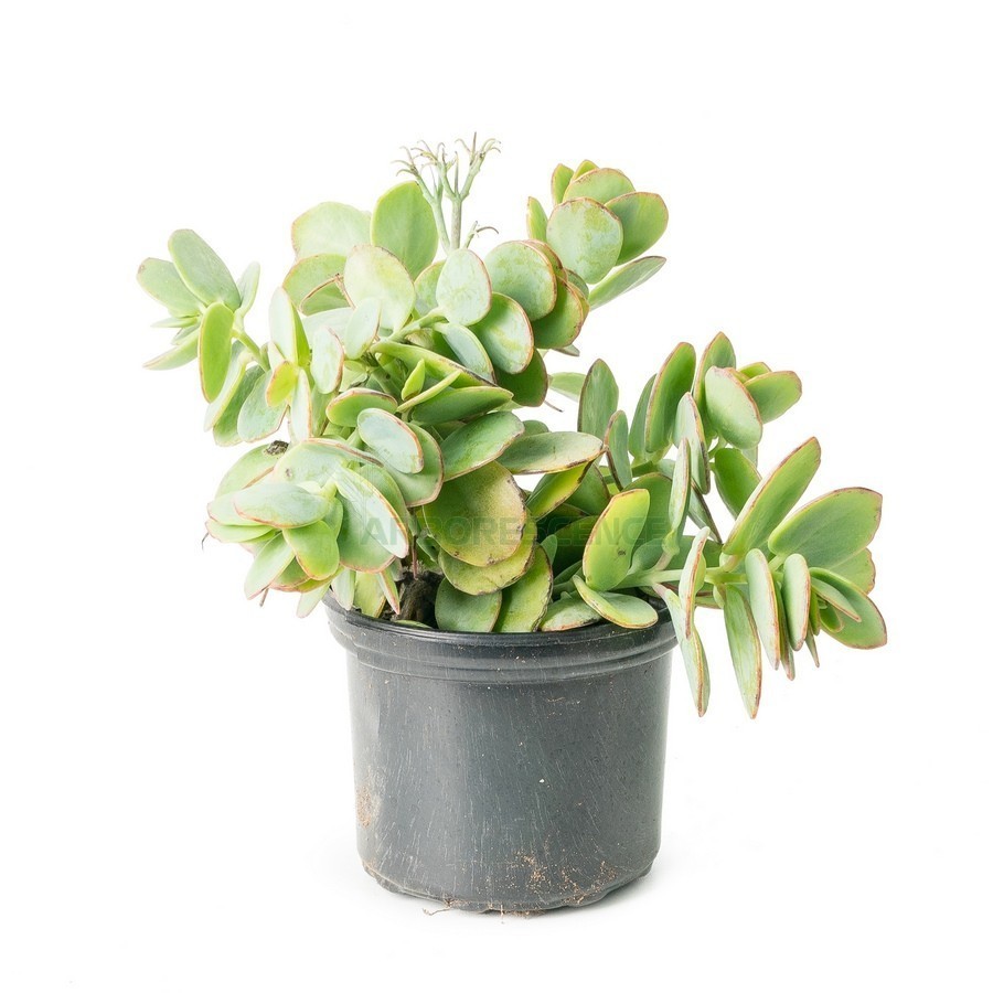 Kalanchoe Marnieriana — plante et accessoire de jardin à Marrakech