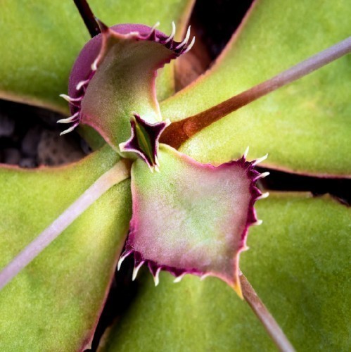 Kalanchoe Synsepala — plante et accessoire de jardin à Marrakech