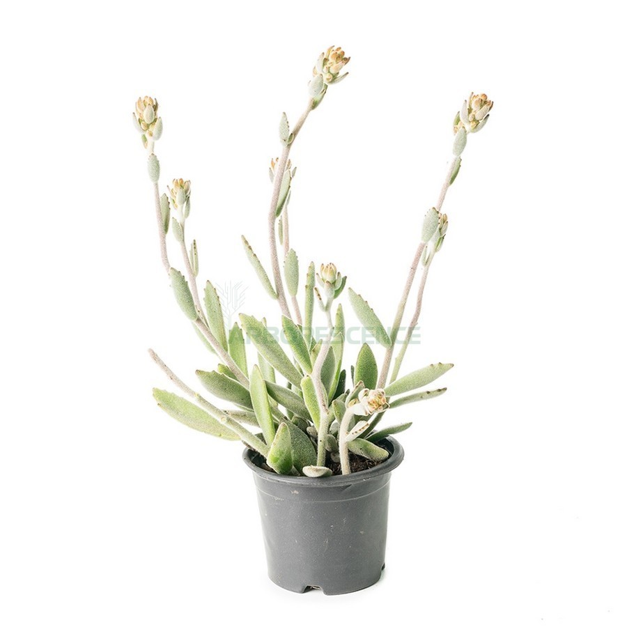 Kalanchoe Tomentosa — plante et accessoire de jardin à Marrakech