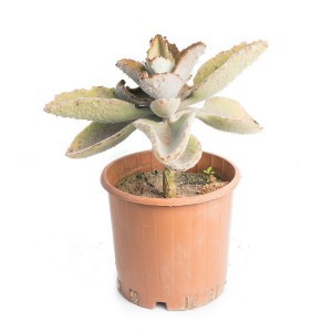 Kalanchoe Velvet — plante et accessoire de jardin à Marrakech