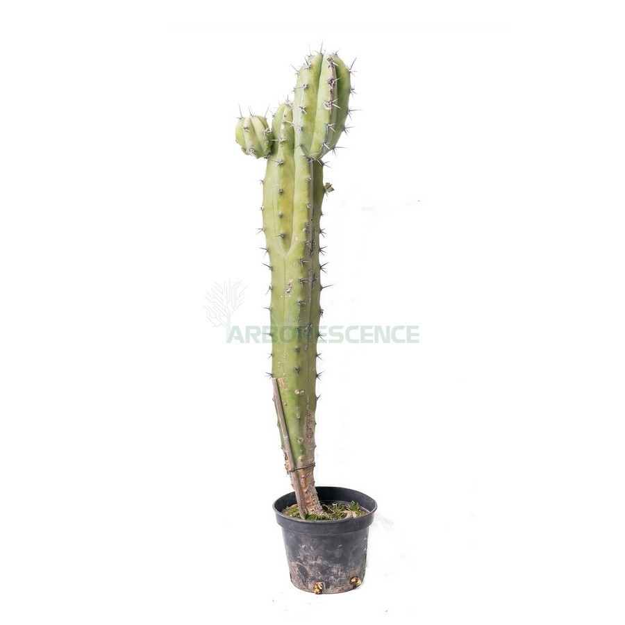 Myrtillocactus Geometrizans — plante et accessoire de jardin à Marrakech
