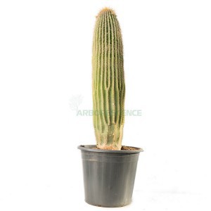 Neobuxbaumia — plante et accessoire de jardin à Marrakech