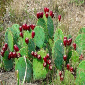 Opuntia Aciculata — plante et accessoire de jardin à Marrakech