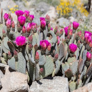 Opuntia Basilaris — plante et accessoire de jardin à Marrakech
