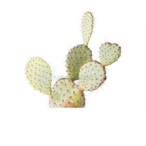 Opuntia Ferox — plante et accessoire de jardin à Marrakech