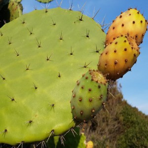 Opuntia Ficus Indica — plante et accessoire de jardin à Marrakech
