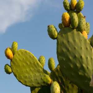 Opuntia Ficus Indica Sans Epine — plante et accessoire de jardin à Marrakech