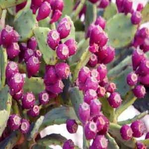 Opuntia Gosseliniana — plante et accessoire de jardin à Marrakech