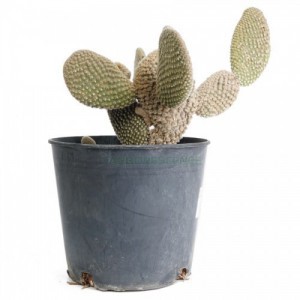 Opuntia Microdasys Albata — plante et accessoire de jardin à Marrakech