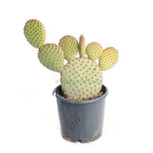 Opuntia Microdasys Pallida — plante et accessoire de jardin à Marrakech