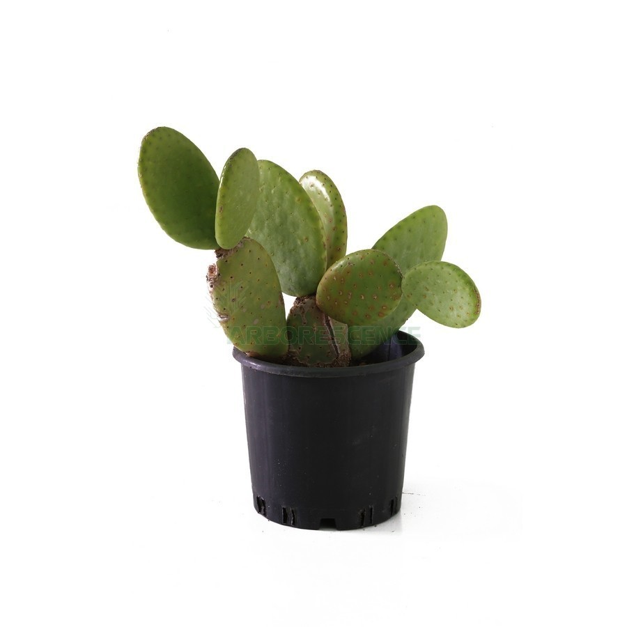 Opuntia Microdasys Rufida — plante et accessoire de jardin à Marrakech