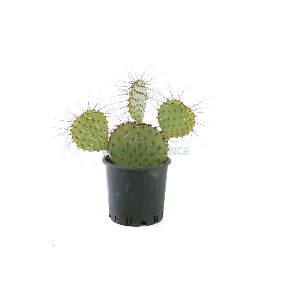 Opuntia Microdasys Undulata — plante et accessoire de jardin à Marrakech