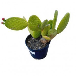Opuntia Pailana — plante et accessoire de jardin à Marrakech