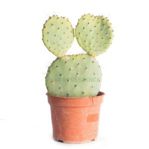 Opuntia Robusta — plante et accessoire de jardin à Marrakech