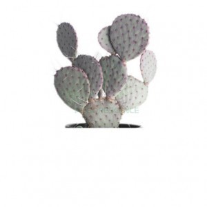 Opuntia Violacea Santa Rita — plante et accessoire de jardin à Marrakech
