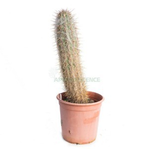 Oreocereus Celsianus — plante et accessoire de jardin à Marrakech