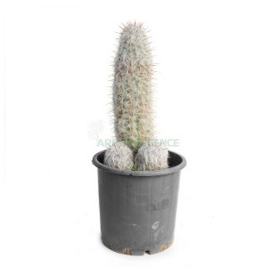 Oreocereus Trollii — plante et accessoire de jardin à Marrakech