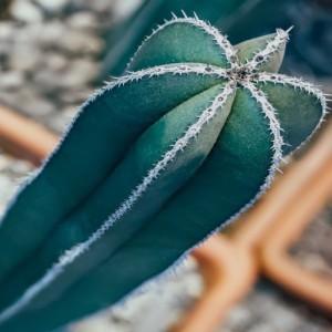 Pachycereus Marginatus — plante et accessoire de jardin à Marrakech