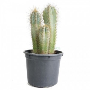 Pachycereus Pringlei — plante et accessoire de jardin à Marrakech