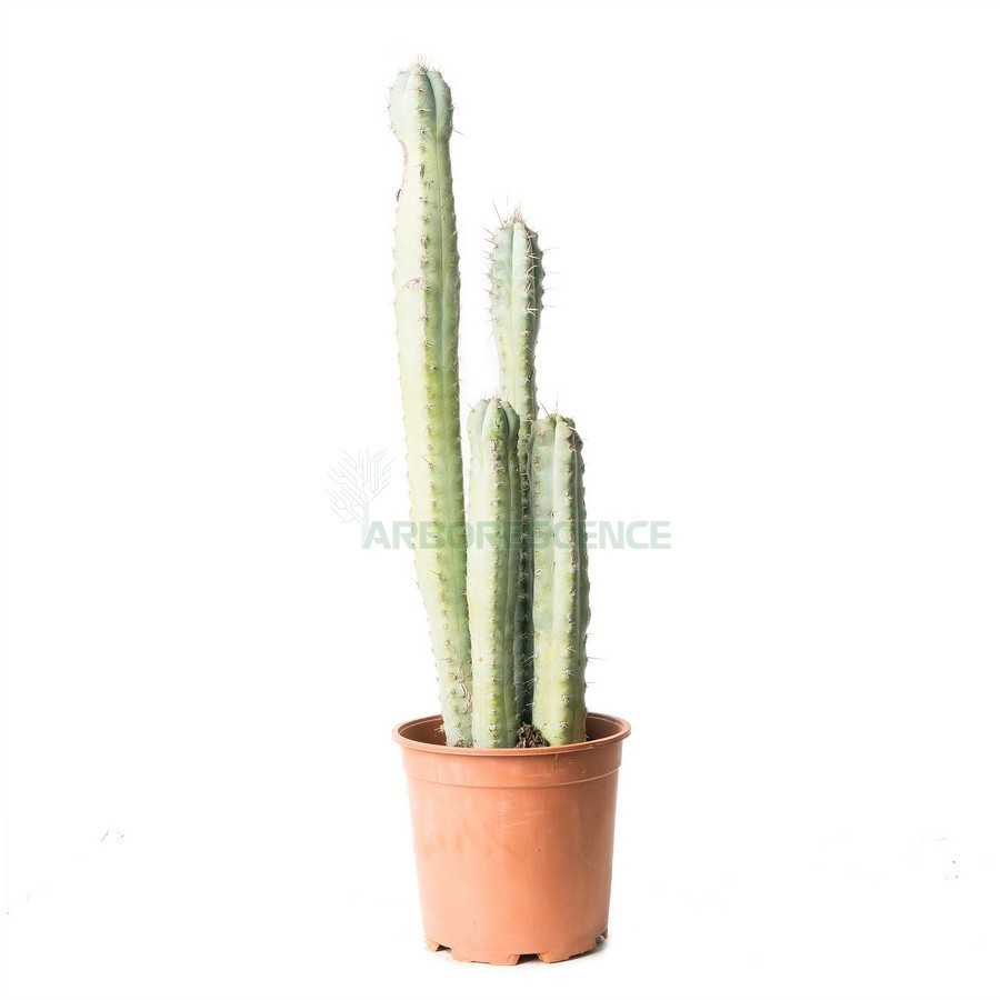 Pachycereus Weberii — plante et accessoire de jardin à Marrakech