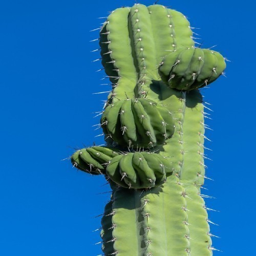 Pachycereus Weberii (Touffe) — plante et accessoire de jardin à Marrakech
