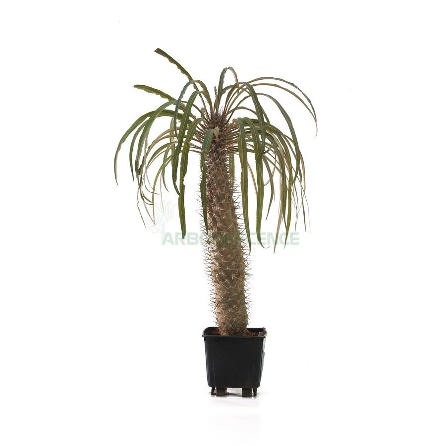 Pachypodium Geayi — plante et accessoire de jardin à Marrakech