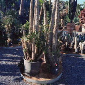 Pachypodium Lamerei — plante et accessoire de jardin à Marrakech