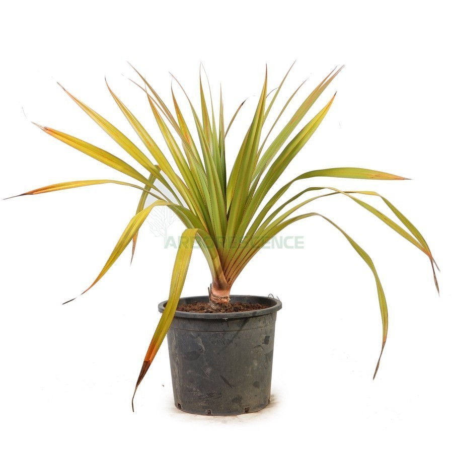 Pandanus Veitchii (Simple) — plante et accessoire de jardin à Marrakech