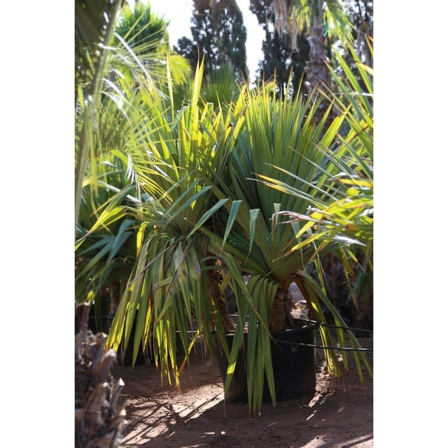 Pandanus Veitchii (Touffe) — plante et accessoire de jardin à Marrakech