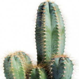 Pilosocereus Azureus — plante et accessoire de jardin à Marrakech