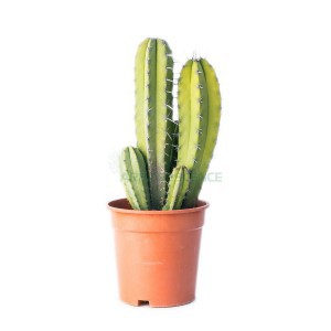 Polaskia Chichipe — plante et accessoire de jardin à Marrakech