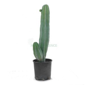Polaskia Chichipe Ramifice — plante et accessoire de jardin à Marrakech