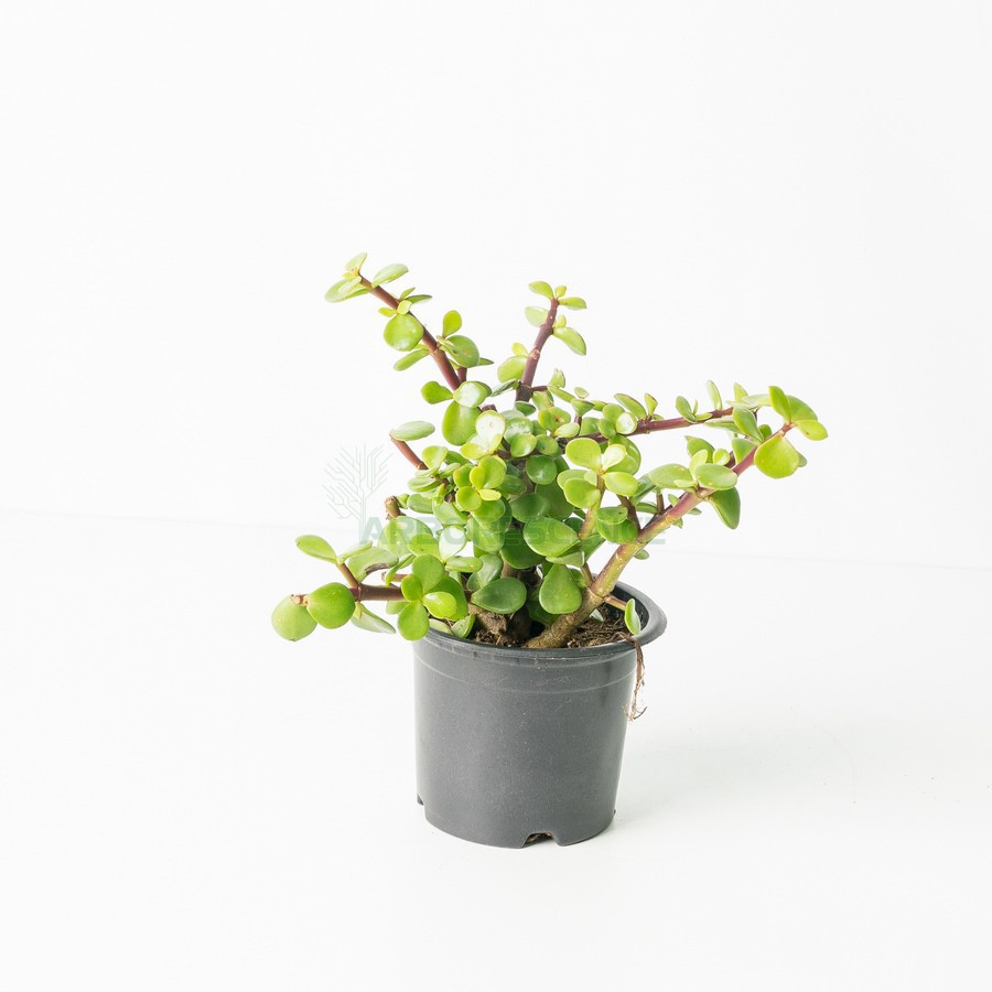 Portulacaria — plante et accessoire de jardin à Marrakech