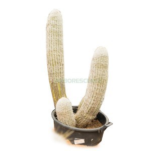 Pseudo Espostoa Melanostele — plante et accessoire de jardin à Marrakech