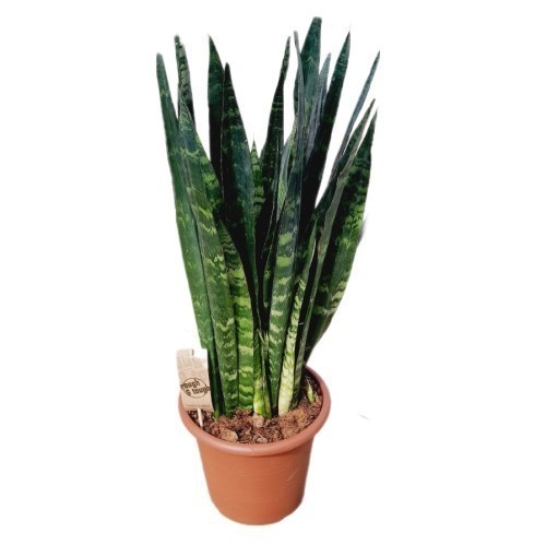 Sansevieria Trifasciata Black Coral — plante et accessoire de jardin à Marrakech