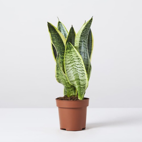 Sansevieria Trifasciata Futura Variegata — plante et accessoire de jardin à Marrakech