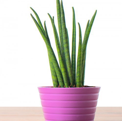 Sansevieria Trifasciata Laurentii Variegata — plante et accessoire de jardin à Marrakech