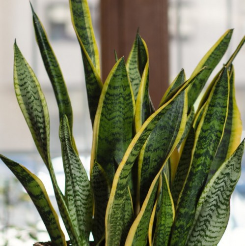 Sansevieria Trifasciata Moonshine — plante et accessoire de jardin à Marrakech