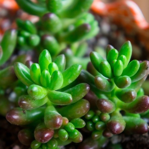 Sedum — plante et accessoire de jardin à Marrakech