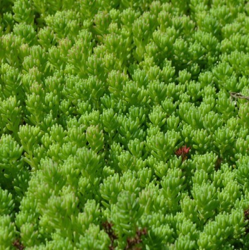 Sedum Acre Vert Clair — plante et accessoire de jardin à Marrakech