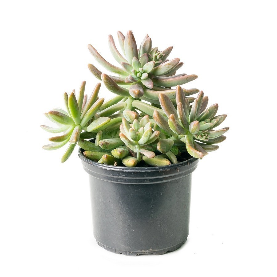 Sedum Hispanicum — plante et accessoire de jardin à Marrakech