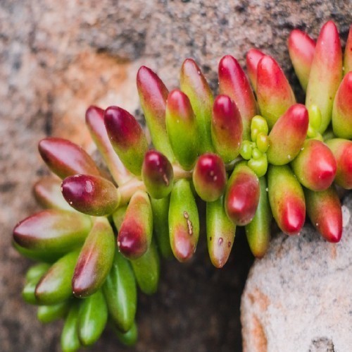 Sedum Rubrotinctum — plante et accessoire de jardin à Marrakech