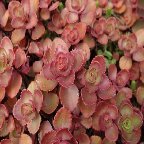 Sedum Spurium Purpureum — plante et accessoire de jardin à Marrakech