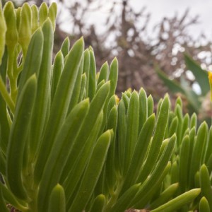 Senecio Barbertonicus — plante et accessoire de jardin à Marrakech