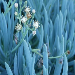 Senecio Repens — plante et accessoire de jardin à Marrakech