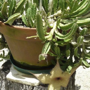 Stapelia — plante et accessoire de jardin à Marrakech