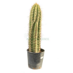 Trichocereus Pasacana — plante et accessoire de jardin à Marrakech