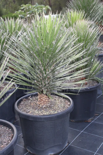 Yucca Filifera — plante et accessoire de jardin à Marrakech
